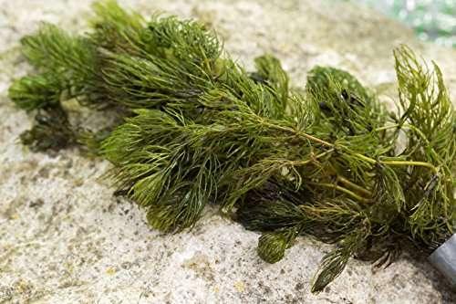 Close-up of green Ceratophyllum Demersum aquatic plant bunch on a stone surface