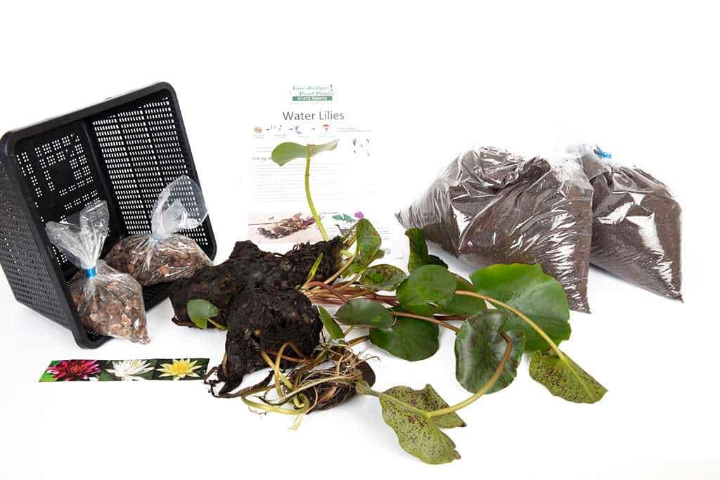 Amabilis water lily - pond plants - VLW02