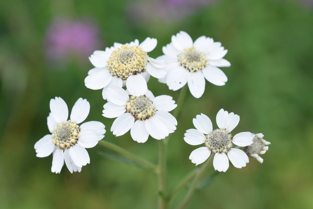 Achillea ptarmica 'The Pearl' - Bog Pond Plants - BP001