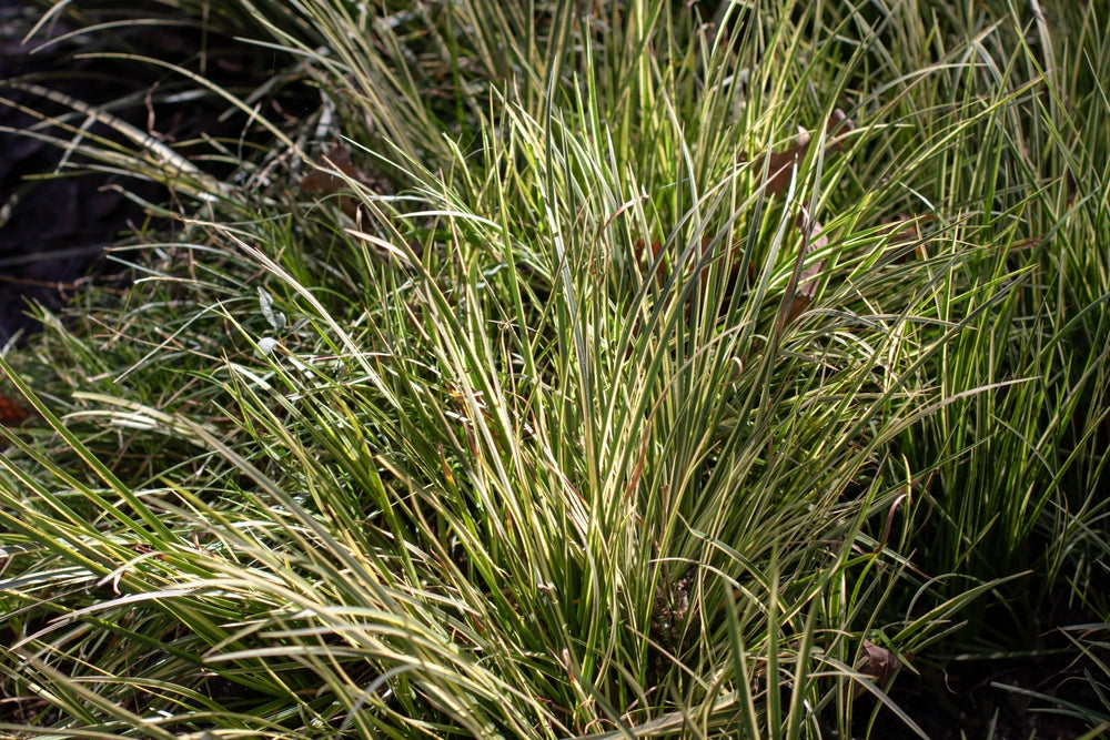 Acorus gramineus Argenteostriatus - Marginal Pond Plants - Pond Plants - Water Plants - MP003A
