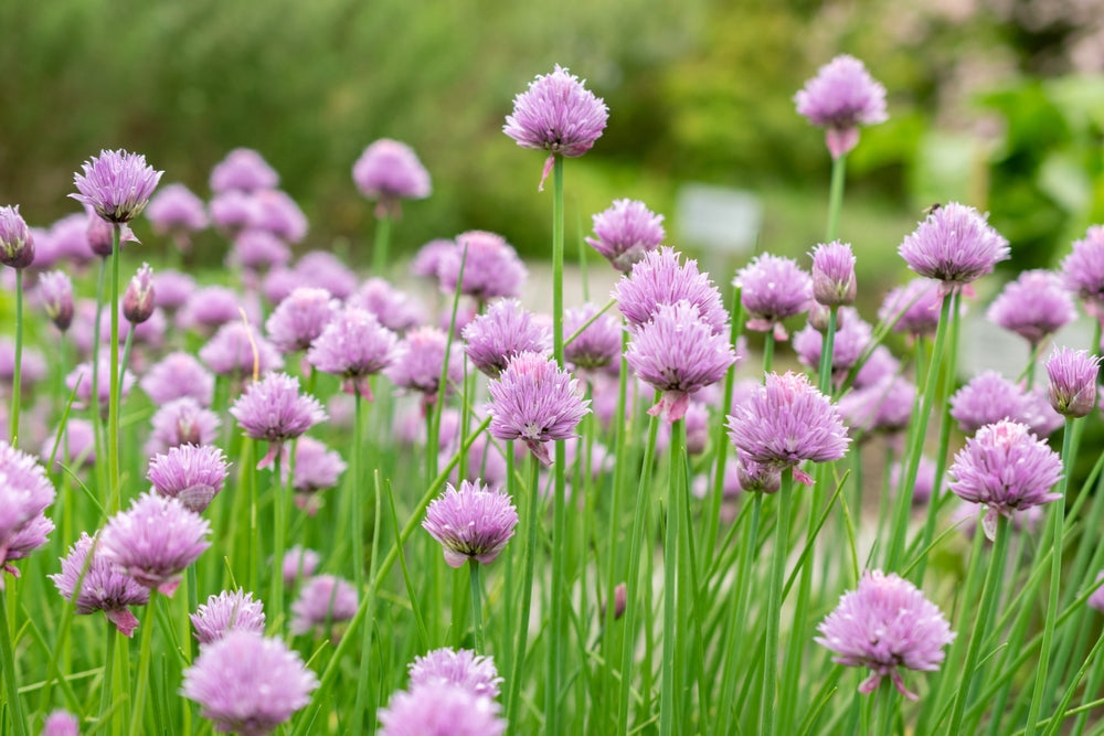 Allium schoenoprasum (Chives) - Marginal Pond Plants - BP005