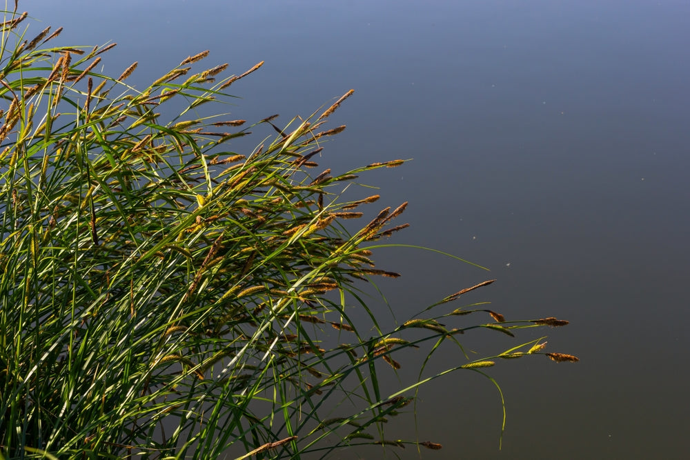 Carex acuta (Slender-tufted sedge) - Marginal Pond Plants - MP020