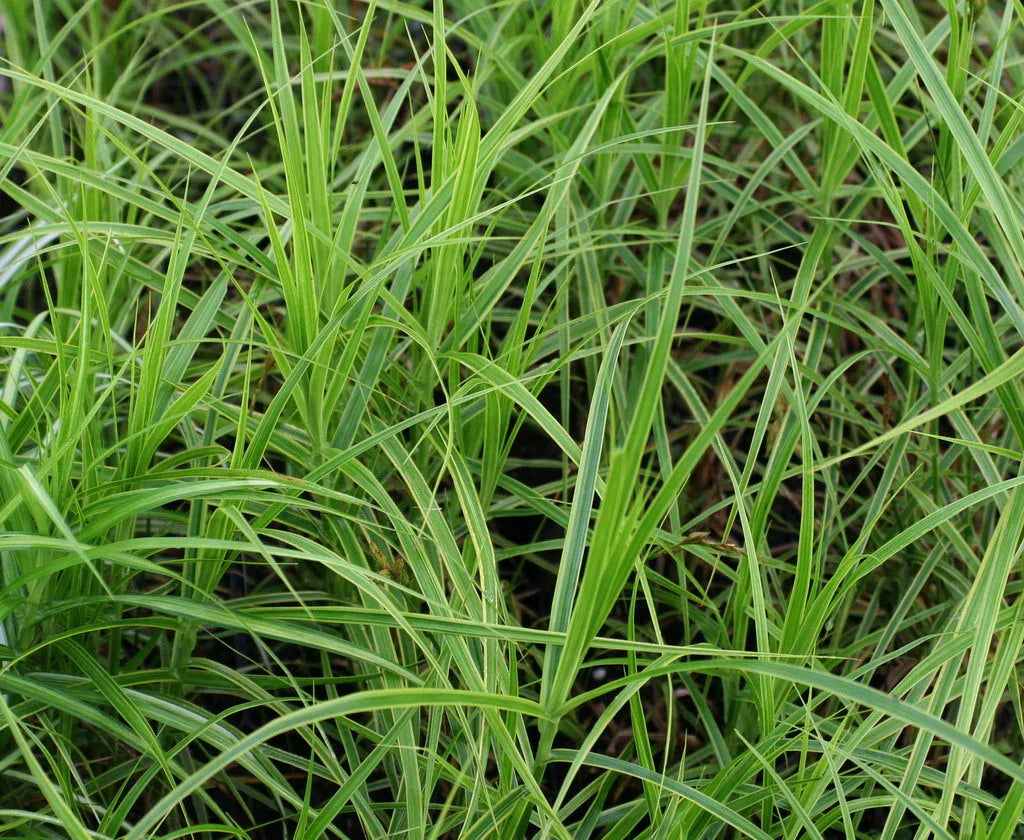 Carex muskingumensis (Musk sedge) - MP023 Packs