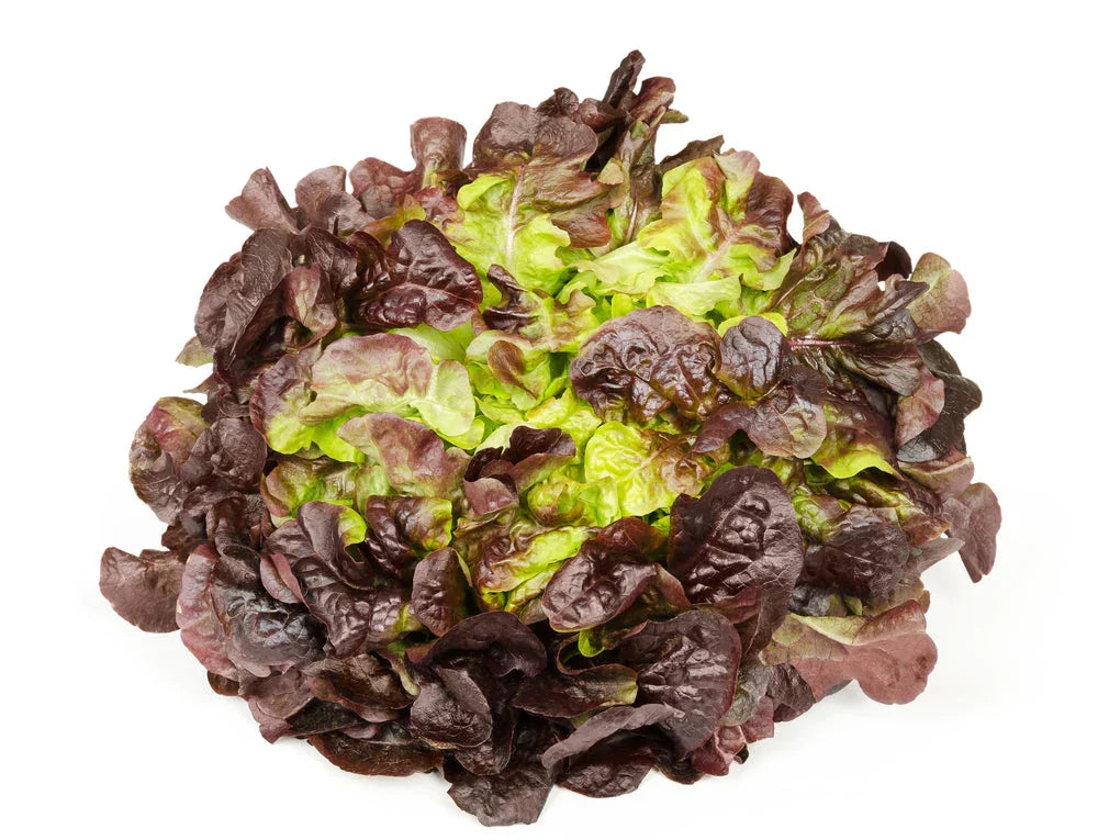 Oakleaf Lettuce (Loose-Leaf)