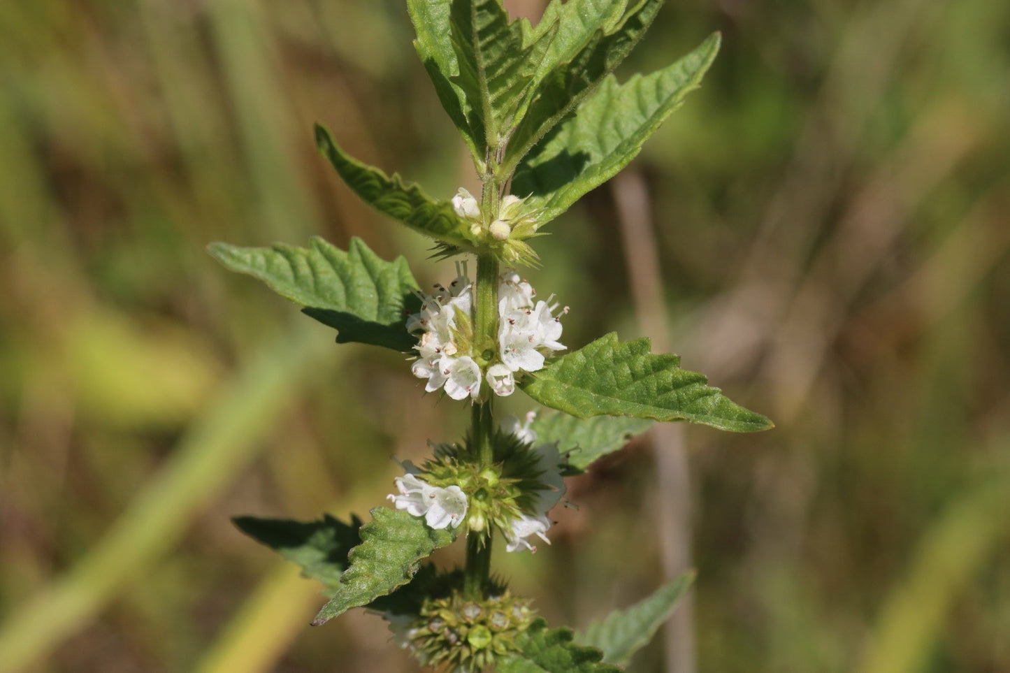 Lycopus europaeus (Gypsy wort) - Marginal Pond Plants - MP071