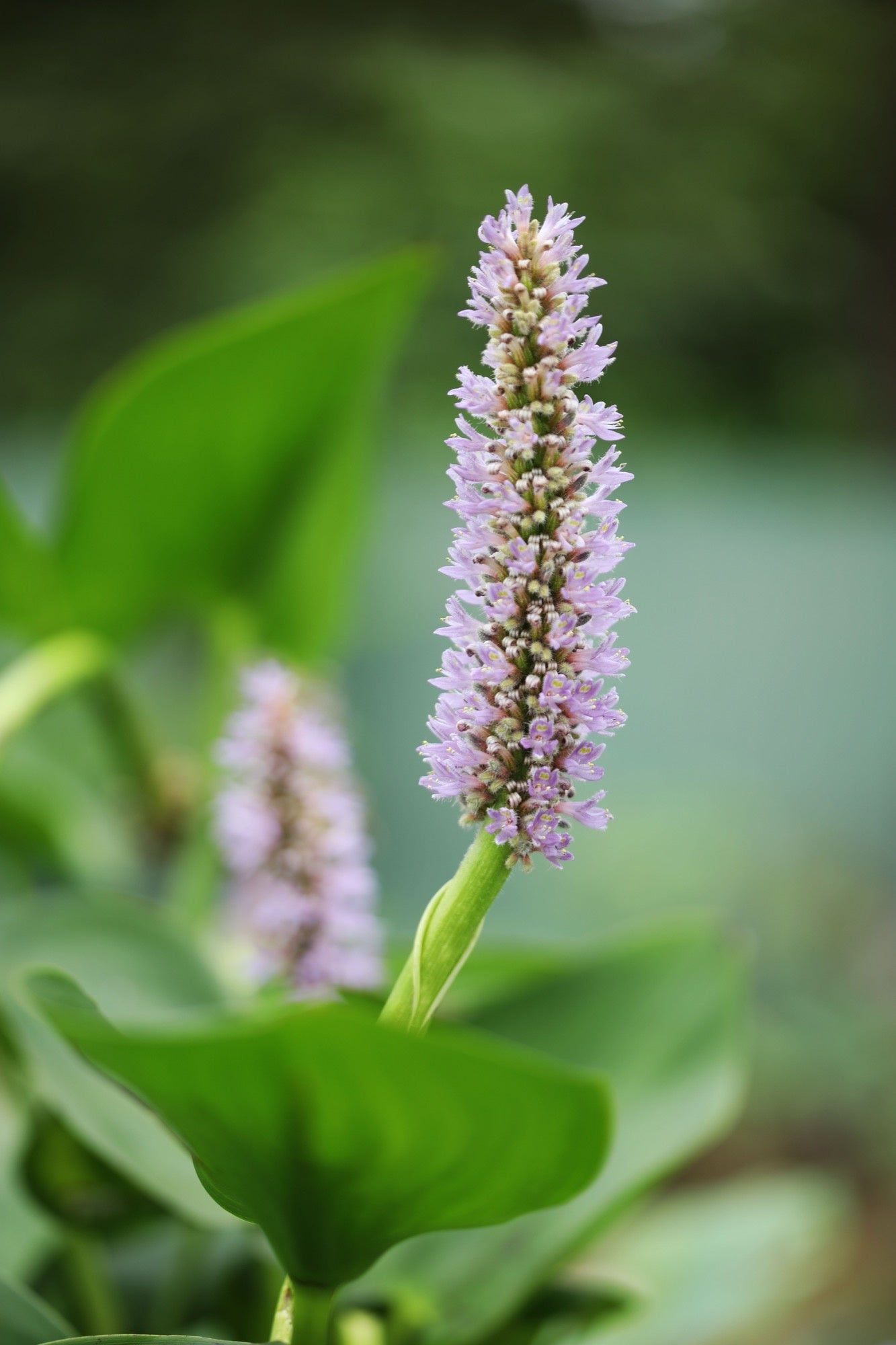 Pontederia cordata 'Pink' - Marginal Pond Plants - MP094