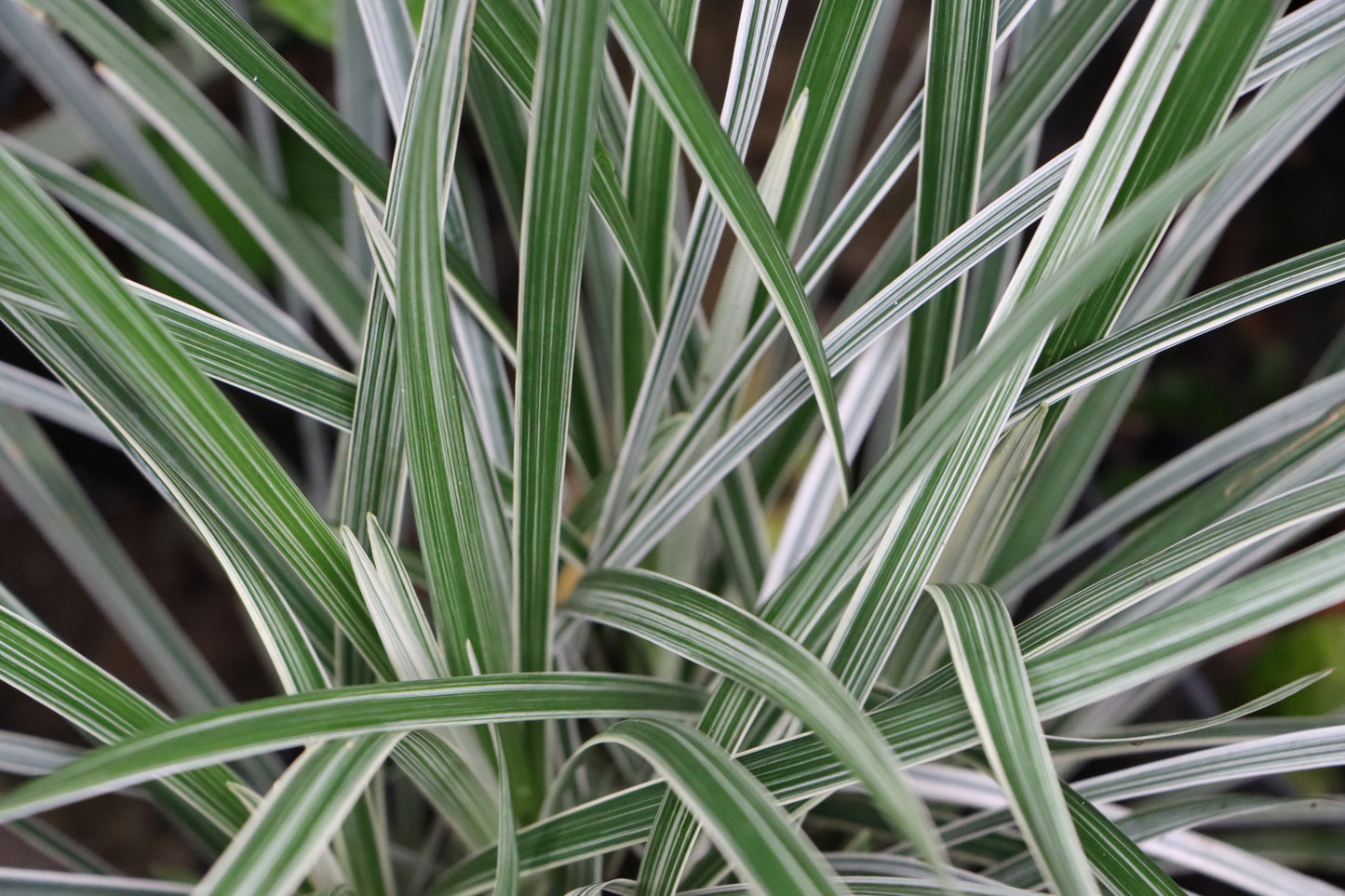 Phalaris arundinacea var picta (Gardener's garters) - Marginal Pond Plants - BP093