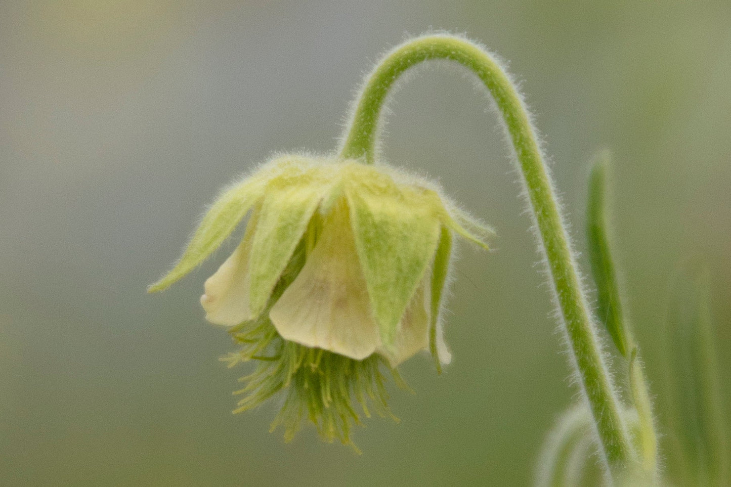 Geum rivale 'Album' - Marginal Pond Plants - MP039