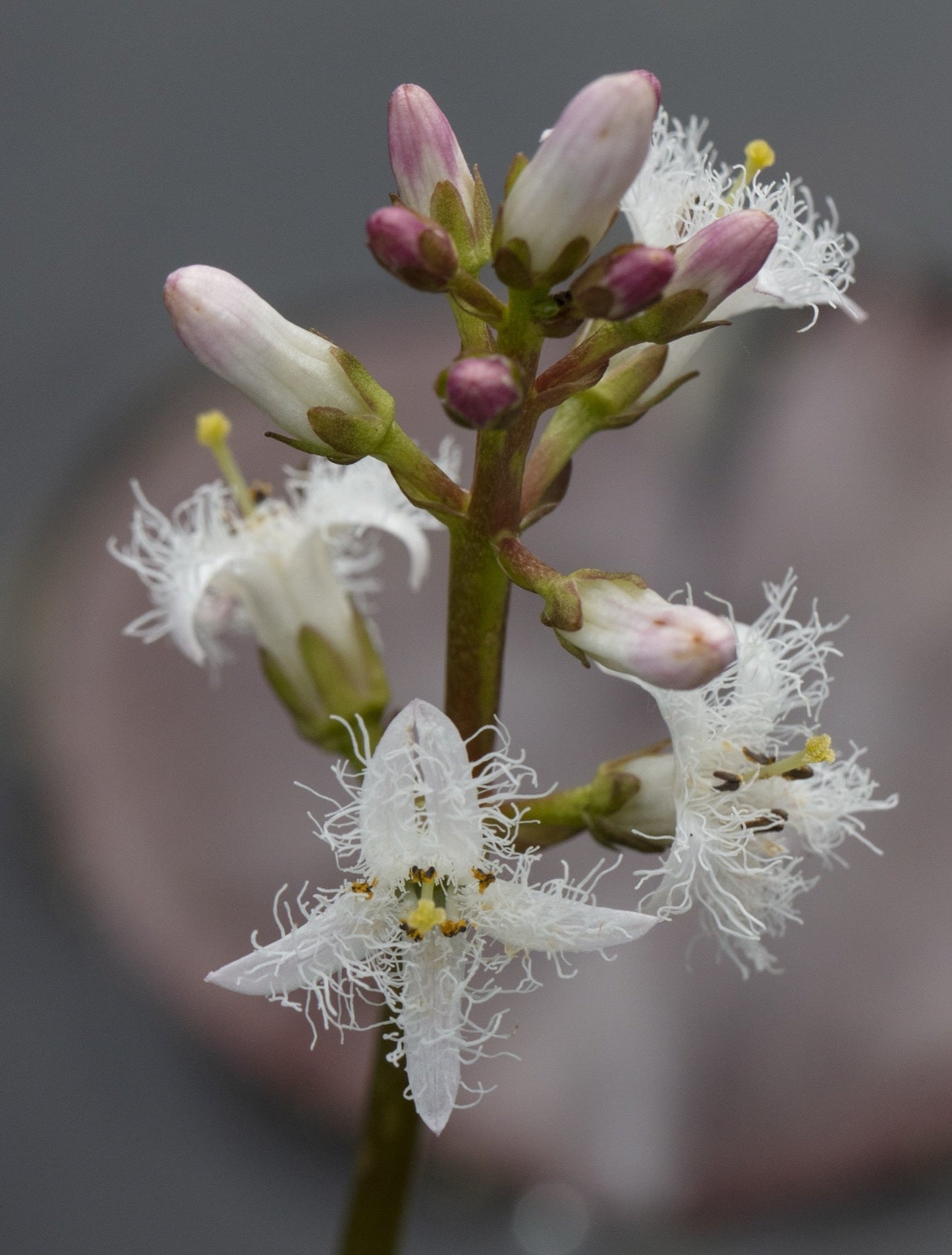 Menyanthes trifoliata (Bog bean) - Marginal Pond Plants - MP078