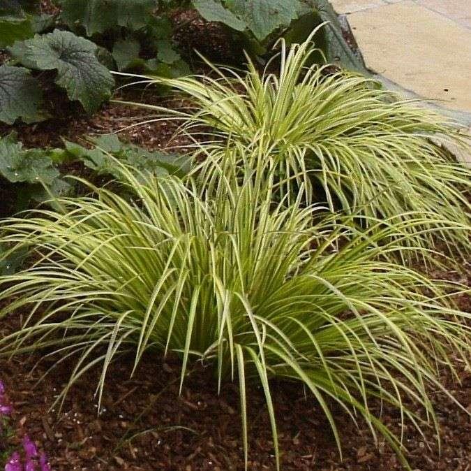 Acorus gramineus Ogon (Golden Variegated) - Marginal Pond Plants - MP004