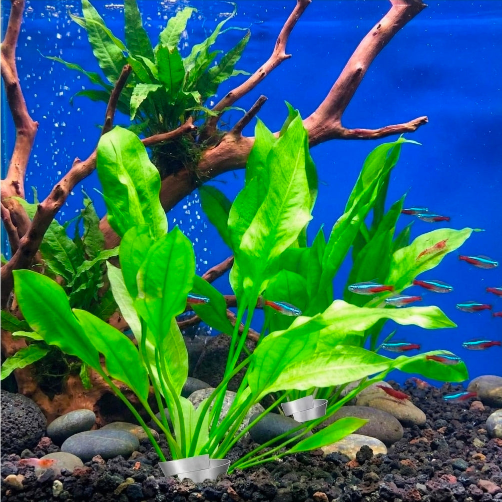 Hopzab 5 PCS Bendable Aquarium Plant Weights Anchors, Metal Aquatic Plant Holders for Live Plants