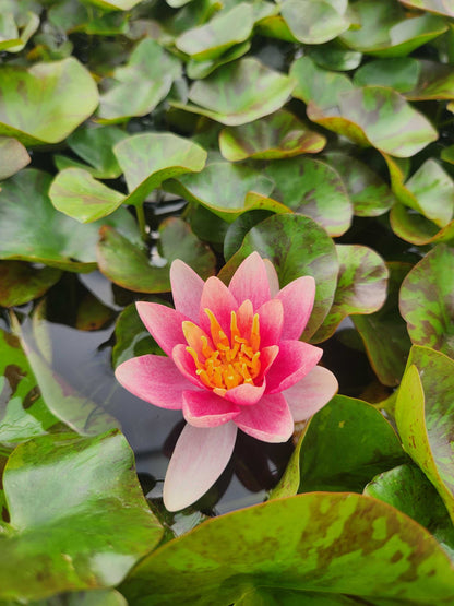 Doll House Water Lily - Pond Plants - DW02