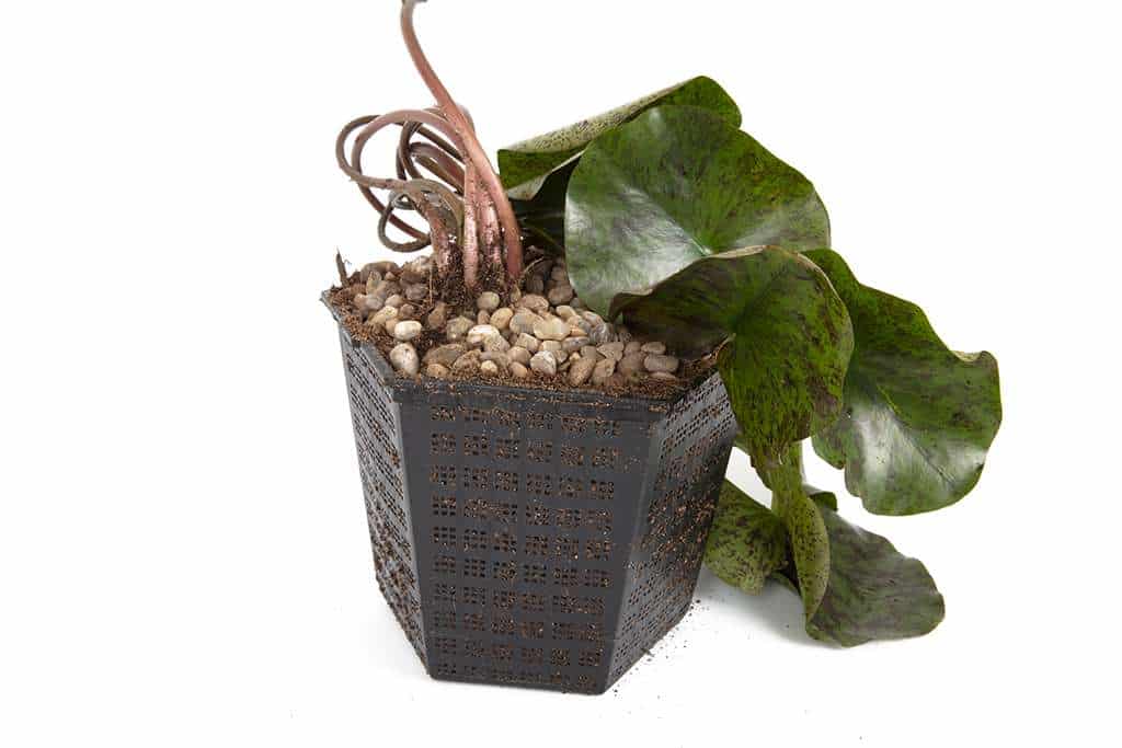 Marliacea Albida Water Lily - Pond Plants - VLW07