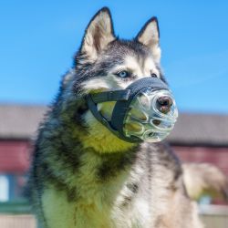 Baskerville Invisa Muzzle SIZE6 – Case of 6