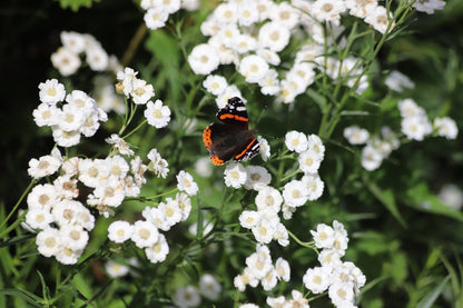 Achillea ptarmica 'The Pearl' - Bog Pond Plants - BP001