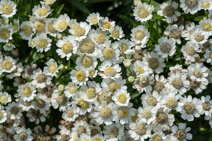 Achillea ptarmica 'The Pearl' - Bog Pond Plants - BP001