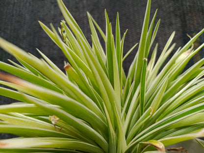 Acorus gramineus Argenteostriatus - Marginal Pond Plants  - Pond Plants - Water Plants - MP003A