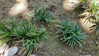 Acorus gramineus Argenteostriatus - Marginal Pond Plants  - Pond Plants - Water Plants - MP003A