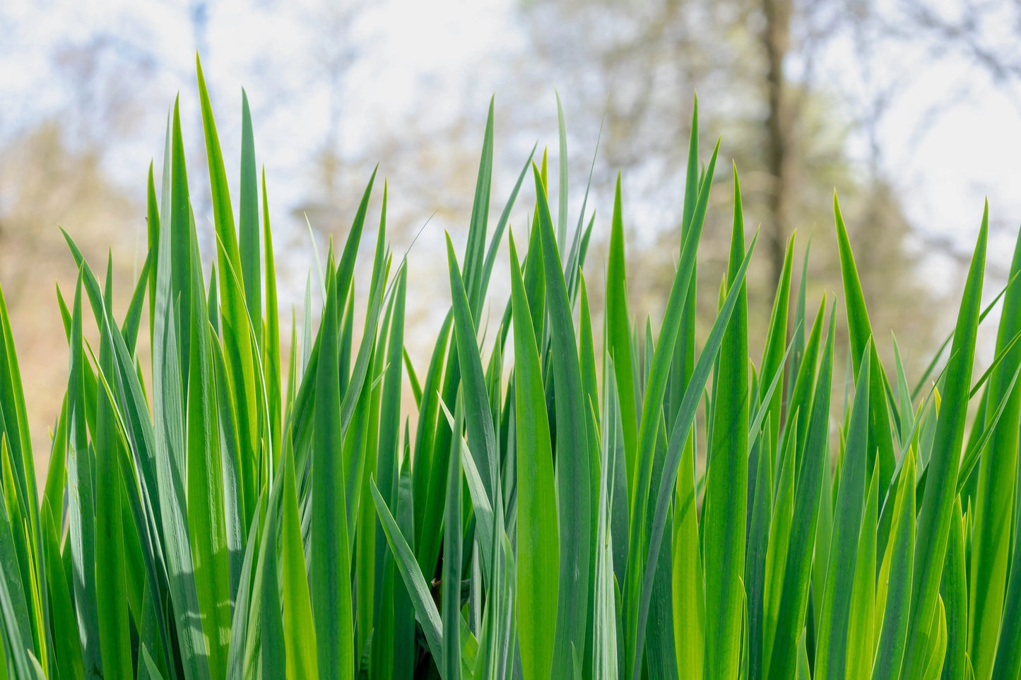 Acorus calamus (Sweet flag) - Marginal Pond Plants - MP001