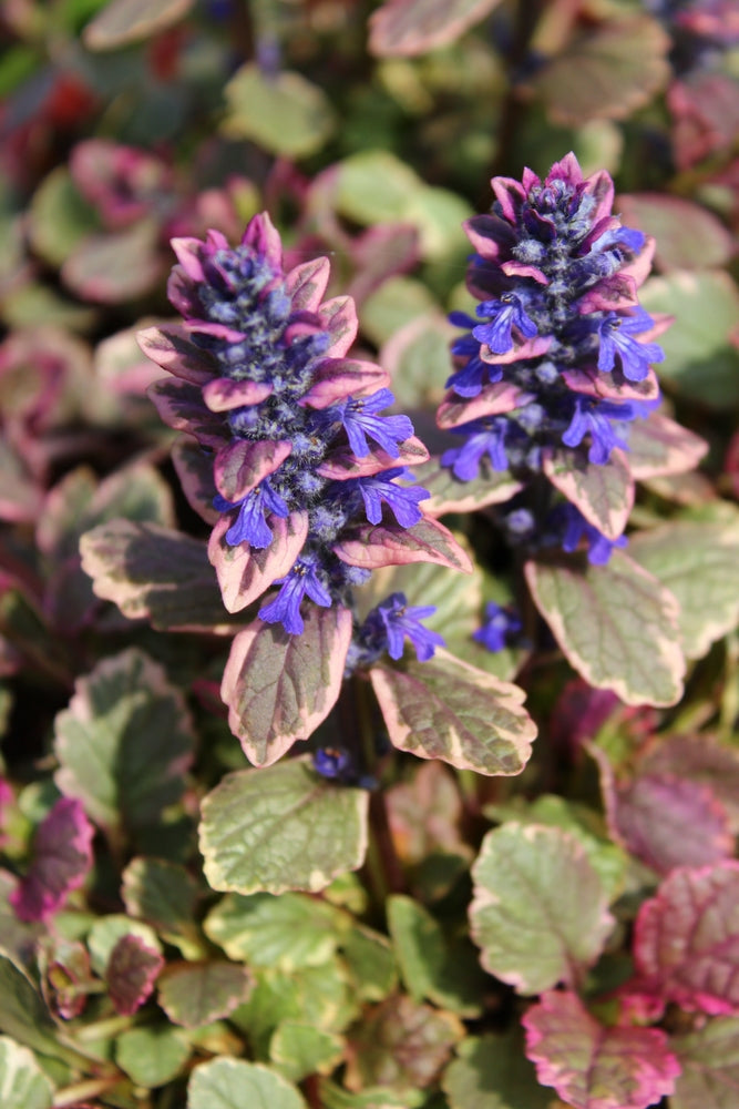 Ajuga reptans (Burgundy Glow) - Marginal Pond Plants - BP003