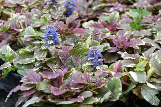 Ajuga reptans (Burgundy Glow) - Marginal Pond Plants - BP003
