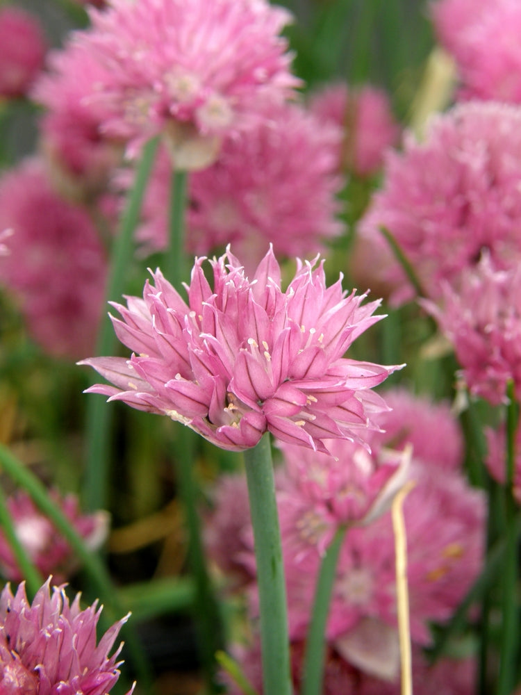 Allium schoenoprasum (Chives) - Marginal Pond Plants - BP005