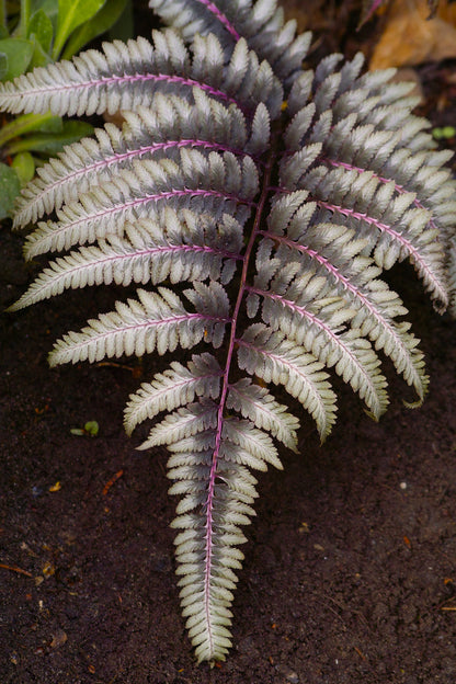Athyrium Niponicum 'Ursulas Red' - Marginal Pond Plants - BP018