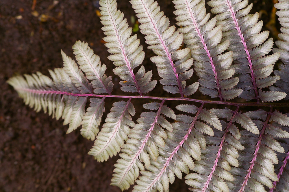 Athyrium Niponicum 'Ursulas Red' - Marginal Pond Plants - BP018