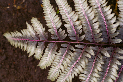 Athyrium Niponicum 'Ursulas Red' - Marginal Pond Plants - BP018