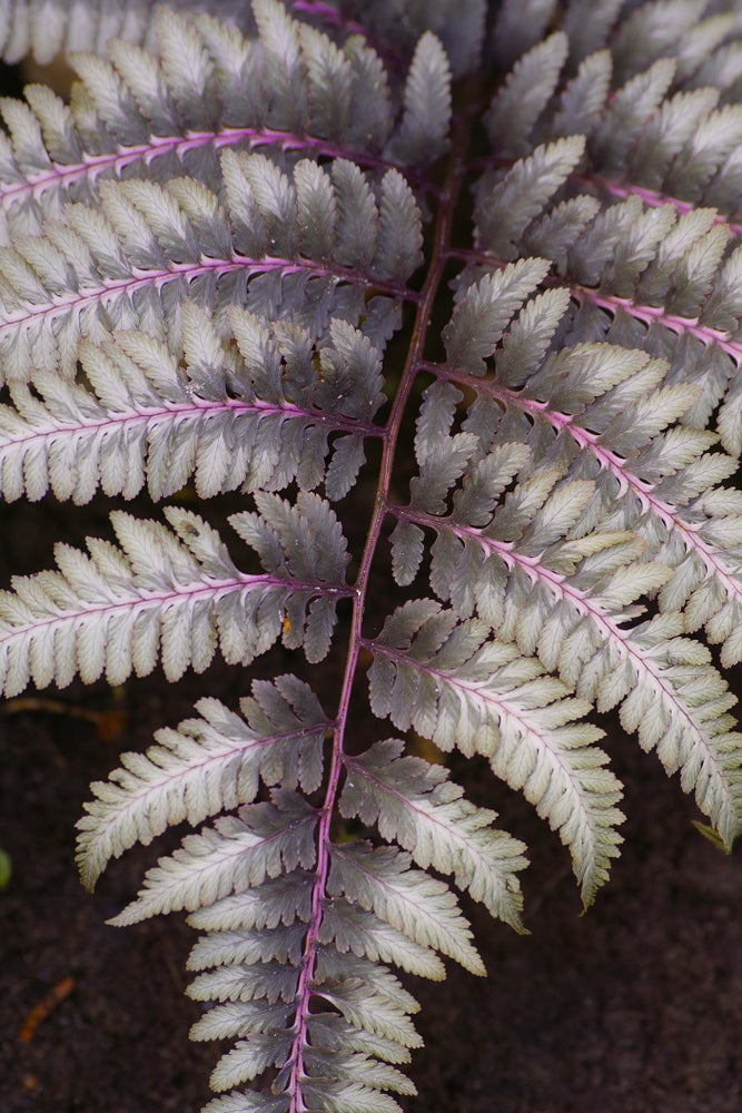 Athyrium Niponicum 'Ursulas Red' - Marginal Pond Plants - BP018