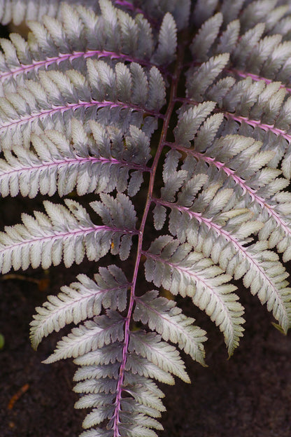 Athyrium Niponicum 'Ursulas Red' - Marginal Pond Plants - BP018