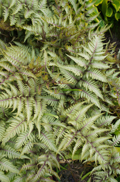 Athyrium niponicum 'Pewter Lace' - Marginal Pond Plants - BP017