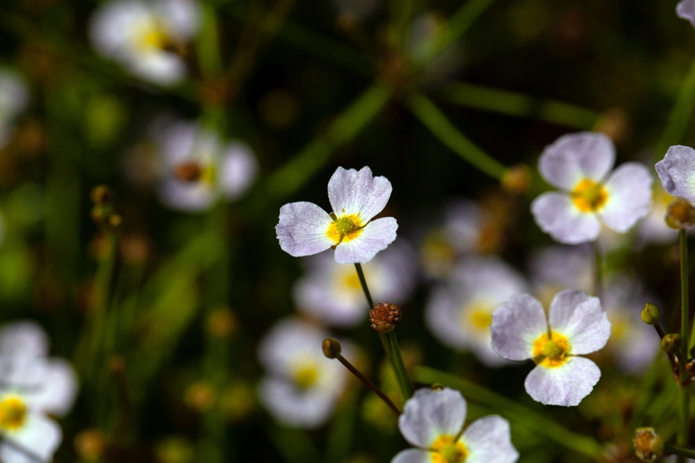 Baldellia ranunculoides (Lesser water plaintain) - Marginal Pond Plants - MP010