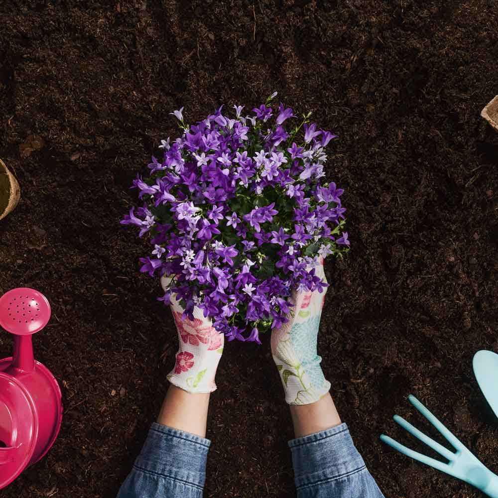 Multi Purpose Welsh Compost