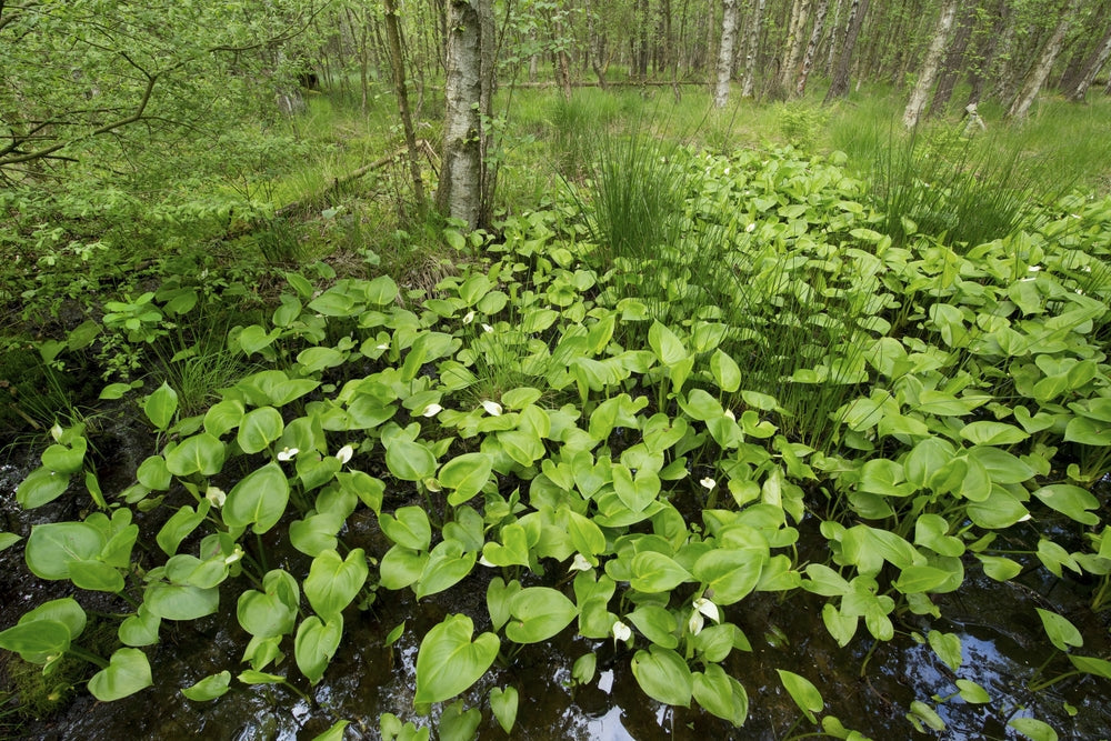Calla palustris (Bog or Water arum) - Marginal Pond Plants - MP013