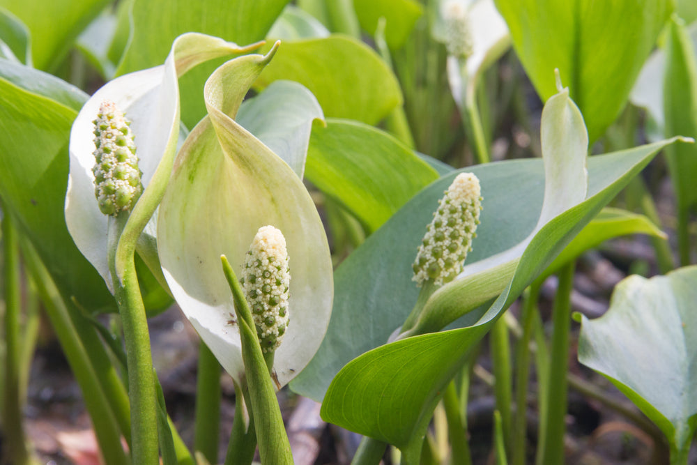 Calla palustris (Bog or Water arum) - Marginal Pond Plants - MP013
