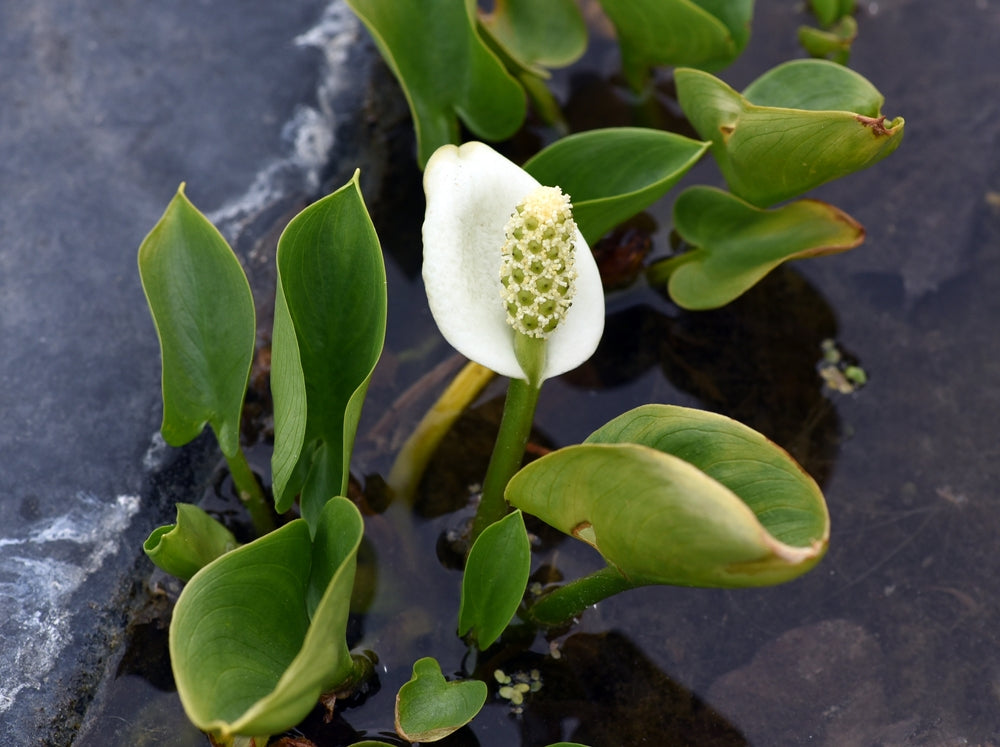 Calla palustris (Bog or Water arum) - Marginal Pond Plants - MP013