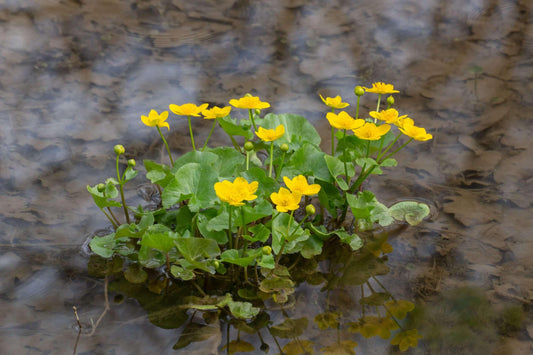 Caltha palustris (Marsh marigold) - Marginal Pond Plants - MP014