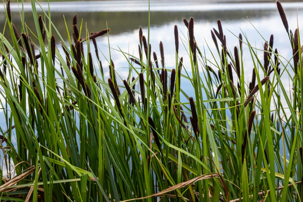 Carex acuta (Slender-tufted sedge) - Marginal Pond Plants  - MP020