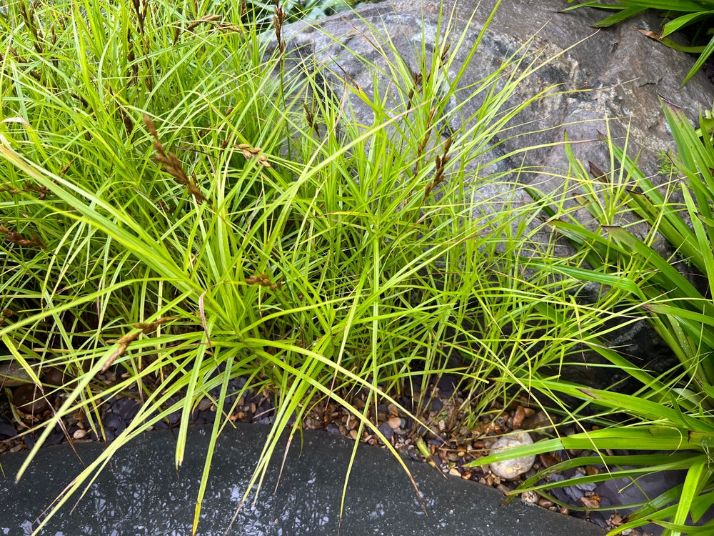 Carex muskingumensis (Musk sedge) - Marginal Pond Plants - MP023