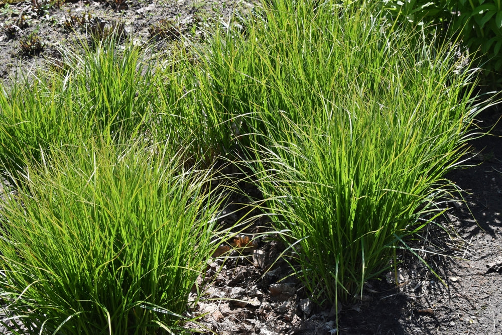 Carex muskingumensis (Musk sedge) - Marginal Pond Plants - MP023