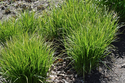 Carex muskingumensis (Musk sedge) - Marginal Pond Plants - MP023