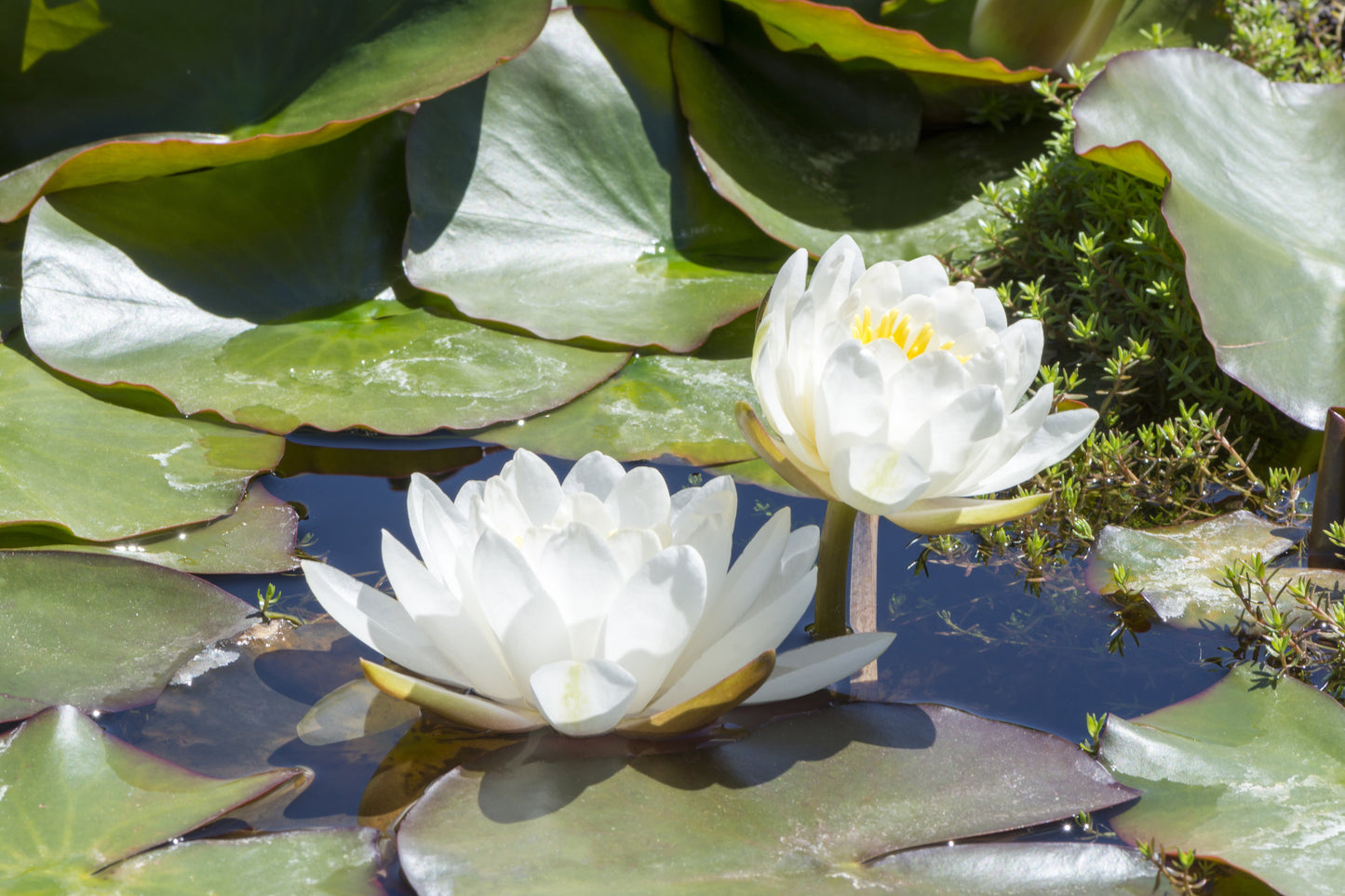 Caroliniana Nivea Water Lily - Pond Plants - MW05