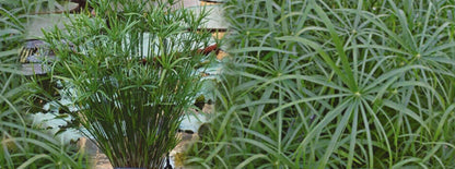 Cyperus alternifolius 'Involucratus' (Umbrella palm) - Marginal Pond Plants  - MP029