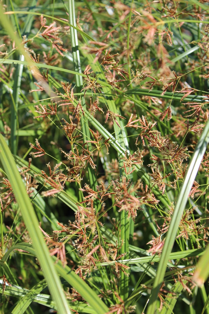 Cyperus longus (Sweet Galingale) - Marginal Pond Plants - MP031