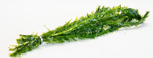 Egeria Densa - 1- 500 Bunches / Oxygenating Pond Water Plants/ weed - OX004