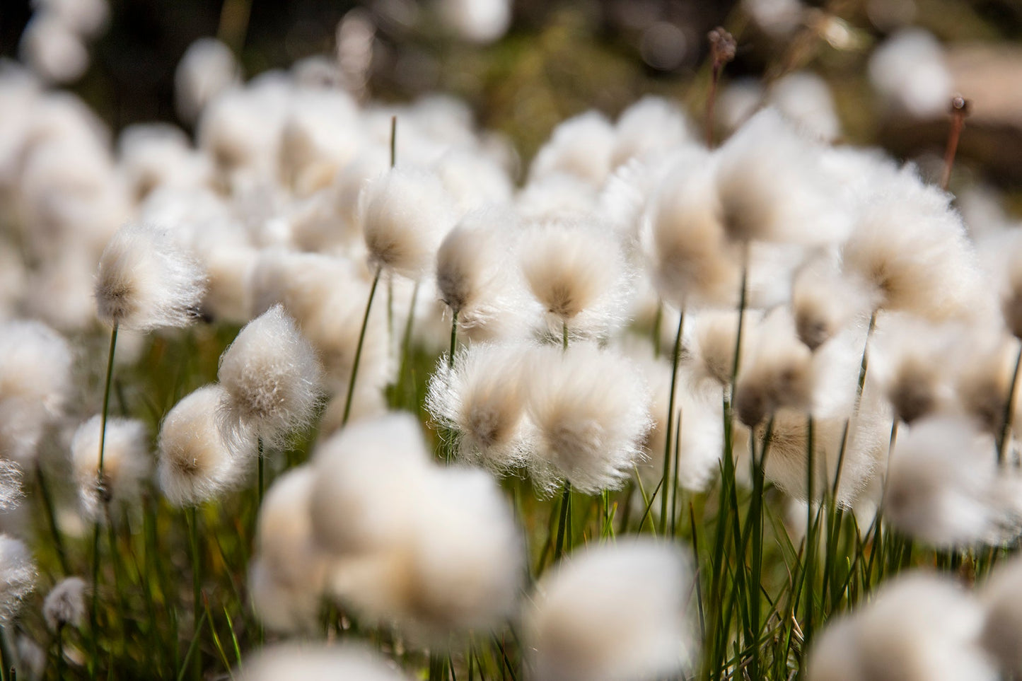 Eriophorum angustifolium (Cotton grass) - Marginal Pond Plants - MBP035