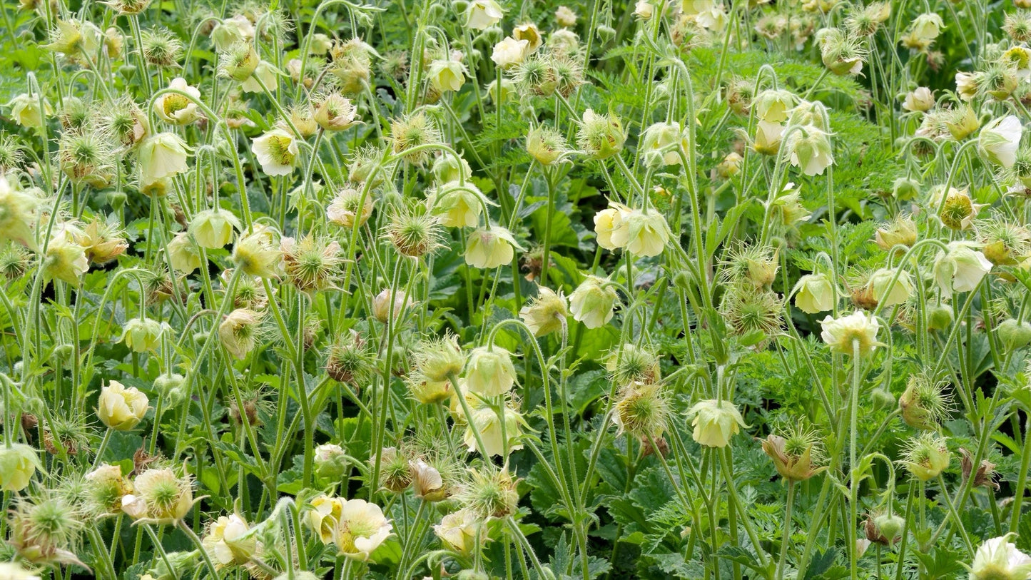 Geum rivale 'Album' - Marginal Pond Plants - MP039