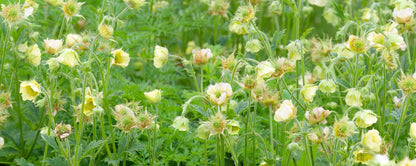 Geum rivale 'Album' - Marginal Pond Plants - MP039