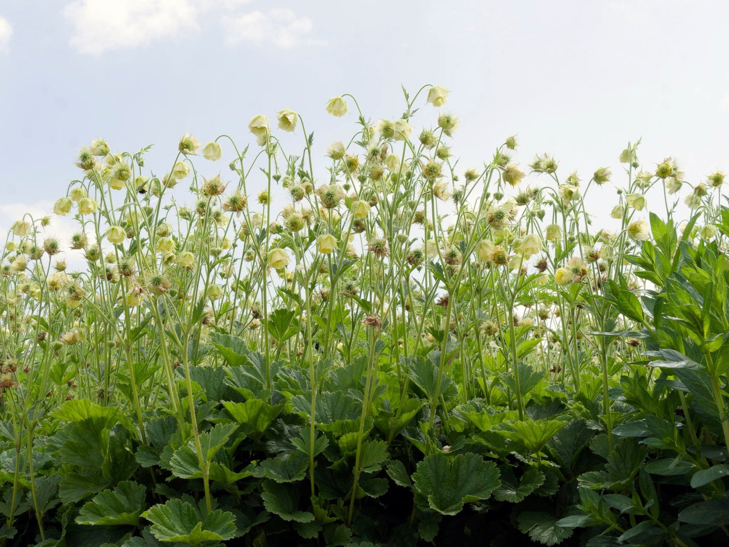 Geum rivale 'Album' - Marginal Pond Plants - MP039